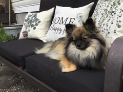 FLYMEI Patio Cushion Covers 24x24x4 24x24x4-2Packs-Cover Only, Black