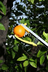 ErgoTek™ PLUS 32” Reacher Grabber Tool for Elderly, Disabled or Daily Living