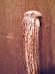 walking stick MOOSE ANTLER TINE handle VINE SPIRALED wood shaft HANDCRAFTED USA