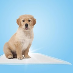 Chucks Pads Disposable [50-Pack] Underpads 23×36 23" X 36"