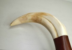 Vintage Boar Tusk Cane / Walking Stick