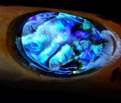 Abalone and Alligator Juniper