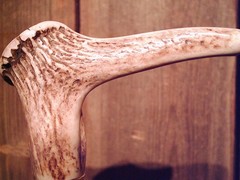 walking stick cane ELK antler handle BRASS collar VERY stiff MAPLE wood shaft
