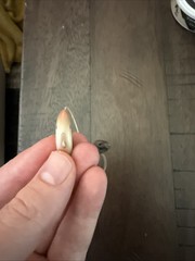 Starkey Genesis AI 16 Ric RT Hearing Aid, Pre-owned for 1 Year (Single)