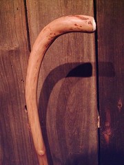 walking stick cane natural grown ROOT HANDLE for average size hands MADE IN USA