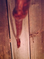 walking stick BLACK WATER BUFFALO handle for smaller sized hands MADE IN THE USA