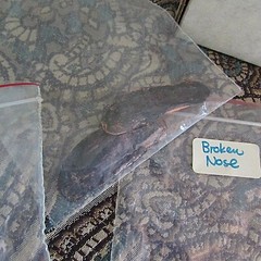box of prosthetic pieces Halloween stage scars/nose 10 pieces-bumps bruises-
