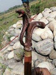 Cobra Snake walking Stick handle Solid Metal Designer Premium Brass Handle gift