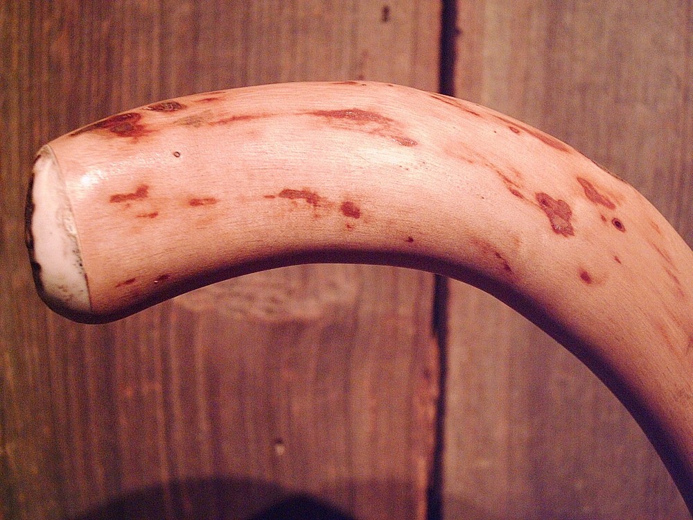 walking stick cane natural grown ROOT HANDLE for average size hands MADE IN USA