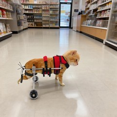 2-Wheel Adjustable Cat Wheelchair Lightweight For Back Legs Disabled Injured Pet