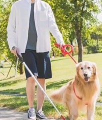 Collapsible Walking Cane with Wrist Strap, White/Red with Black Handle Hi 55in