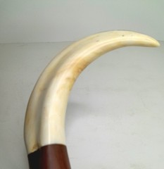 Vintage Boar Tusk Cane / Walking Stick